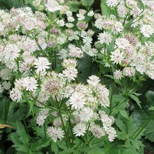 Astrantia major 'Sparkling Stars White'
