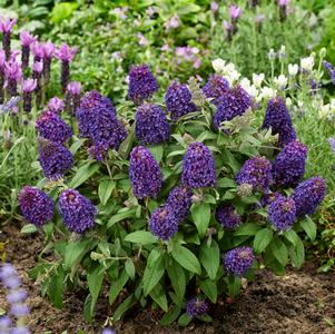 Buddleia 'Little Rockstars Purple'