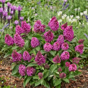 Buddleia 'Little Rockstars Red'