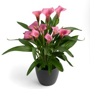 Calla 'Pink Pop'