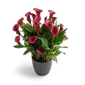 Calla 'Red Salsa'