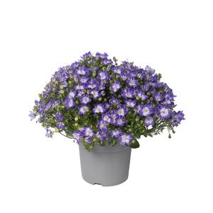 Campanula interspecific 'Cariboo™ Dark Blue Bicolor'