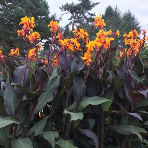Canna 'Wyoming'