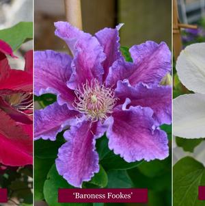 Clematis 'Premium Collection'