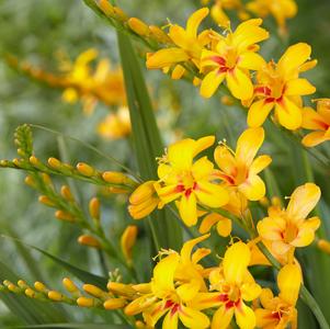 Crocosmia 'Firestars Hot Spot'
