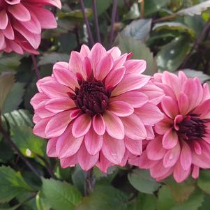Dahlia 'Night Silence'