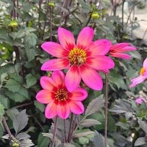 Dahlia 'Dahlegria Tri-Colore'
