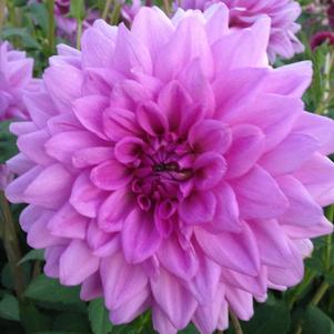 Dahlia 'Blue Boy'