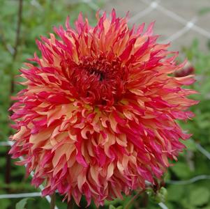 Dahlia 'Myrtle's Folly'
