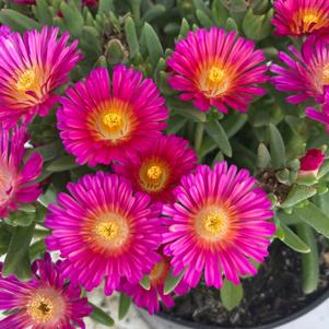 Delosperma 'Next Level Magenta'