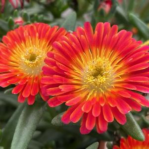 Delosperma 'Next Level Red'