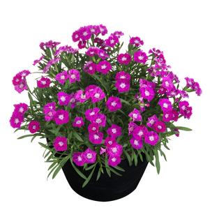 Dianthus 'Beauties® Kaia'