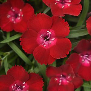 Dianthus 'Everlast™ Red Flash'