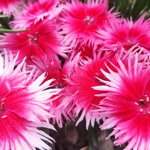 Dianthus interspecific 'Supra™ Cherry Picotee'