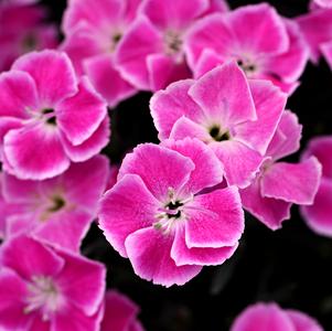 Dianthus 'Star Single™ IT-GIRL'