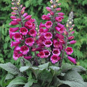 Digitalis purpurea 'F1 Foxybee Dark Red'