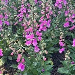 Digitalis purpurea 'Hanabee Deep Rose'