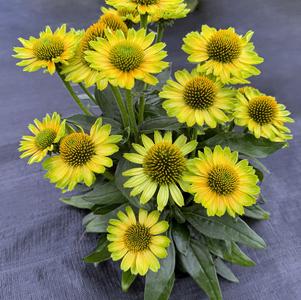 Echinacea PRINCESS™ Citrus
