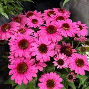 Echinacea 'Sunmagic® Vintage Hot Pink'