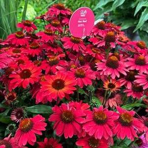 Echinacea 'Sunmagic® Vintage Hot Red'