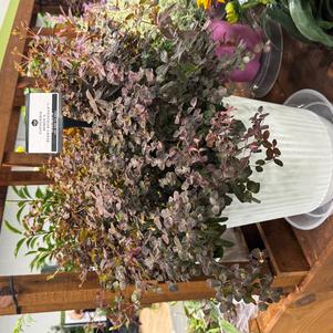 Euphorbia 'Miner's Berry Bordeaux'