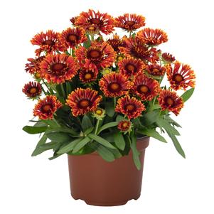 Gaillardia aristata 'Spintop® Mariachi Red Sky'