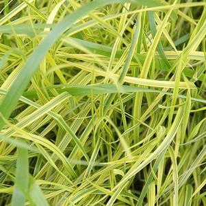 Grass Carex muskingumensis 'Oehme'