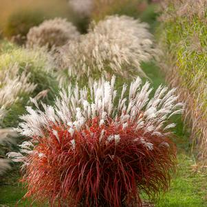 Grass Miscanthus sinensis 'Lady in Red'