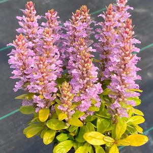 Ajuga 'Feathered Friends™ Raspberry Wren'
