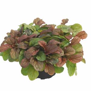 Ajuga reptans 'Best Buddies Toffee'