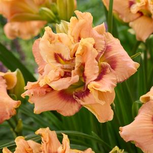 Hemerocallis 'Early Early Truffle'