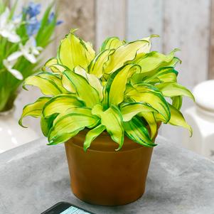 Hosta 'Gravity Rocks'