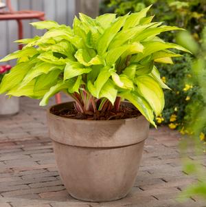 Hosta 'Lipstick Kiss'