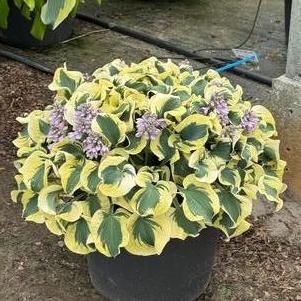 Hosta 'Mini Skirt'