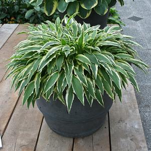Hosta 'Stiletto'