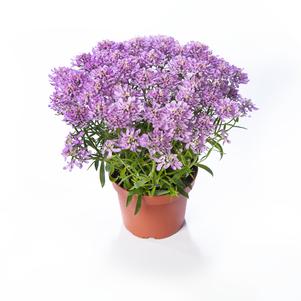 Iberis hybrida 'Arielle Pink'