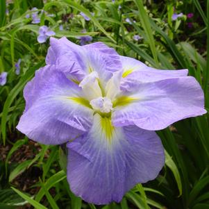 Iris ensata 'Ocean Mist'