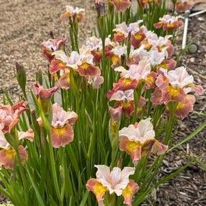 Iris siberica 'Sugar Rush'