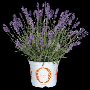 Lavandula angustifolia 'La Diva Spirit Purple Blue'