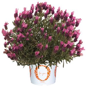 Lavandula stoechas 'La Diva Papillion Deep Rose'