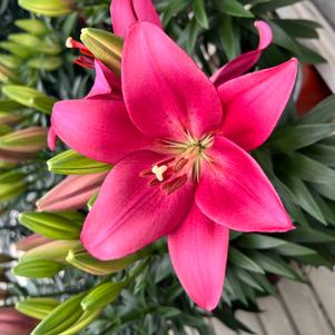 Lilium - LA Hybrid Lily 'Summer Heart®'