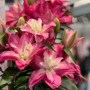 Lilium - Oriental Pot Lily Looks™ 'Sunny Double Gift'