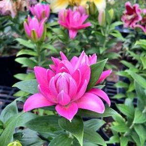 Lilium - Oriental Pot Lily Looks™ 'Sunny Double Reward'