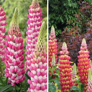 Lupinus 'West Country Collection'