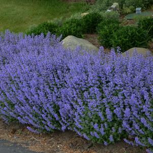 Nepeta faassenii Purrsian Blue
