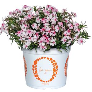 Phlox subulata 'Spring® Coral Eye'