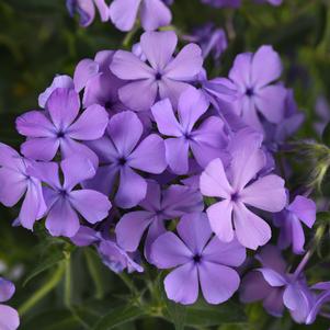 Phlox Woodland hybrida 'Candy Cloud™ Blue'