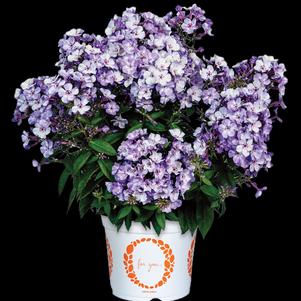 Phlox Dwarf Garden paniculata 'Flame® Blue Ice'