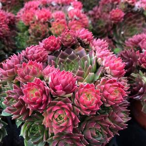 Sempervivum 'Colorockz® Ruby Lime'
