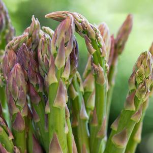 Asparagus 'Millennium'